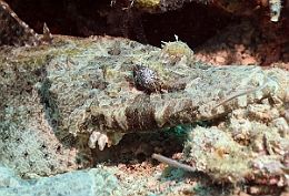 Sipadan_2015_Poisson crocodile de Beaufort_Cymbacephalus beauforti_IMG_2731_rc